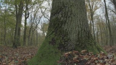 Yeşil yapraklı sonbahar ormanı