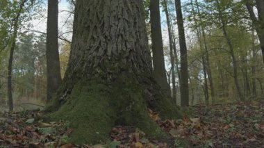 Ormandaki meşe ağacının güzel bir görüntüsü.