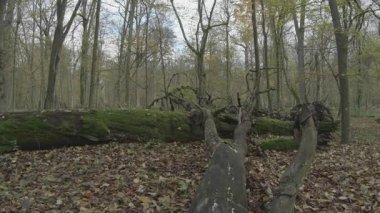 Güzel bir ormanın dikey görüntüsü ve ön planda düşen yapraklar.