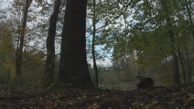 Ormanda nehri olan güzel bir manzara.