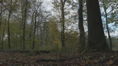 Sonbahar mevsiminde orman ağaçları