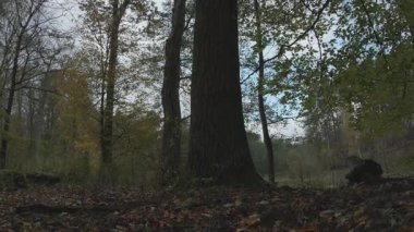 Güneşli bir sonbahar gününde ormanda büyük bir ağaç. yüksek kaliteli fotoğraf