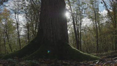 Ormanlı bir ağacın yakın çekimi.