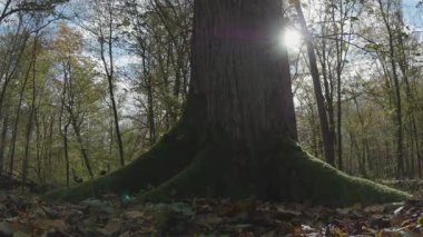 Ormanda bir ağacı olan güzel bir manzara.