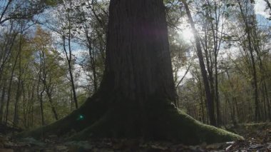 Arkaplanı bulanık olan bir ağacın dikey görüntüsü