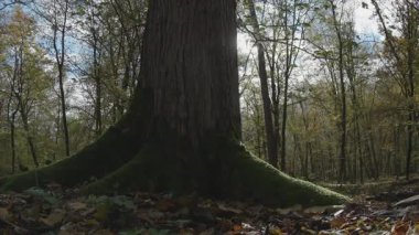 Büyük ağaçları olan güzel bir manzara.