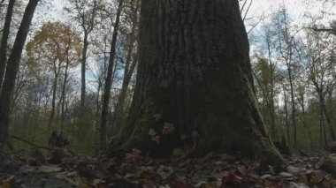 Gün boyunca ormanda büyük bir ağacın dikey görüntüsü.