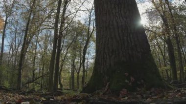 Ormandaki bir ağacın dikey görüntüsü