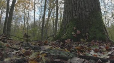 Ormanın ortasında bir ağacın dikey görüntüsü.