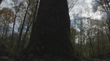 Ormandaki yaşlı ağaç.