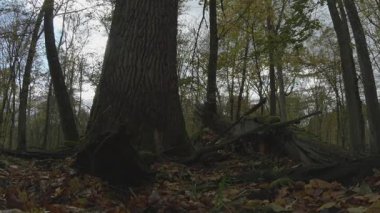 Ormanda büyük bir odun yığını