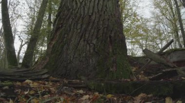 Ağaç gövdesi dokusu, kahverengi ahşap, bitki örtüsü ve orman