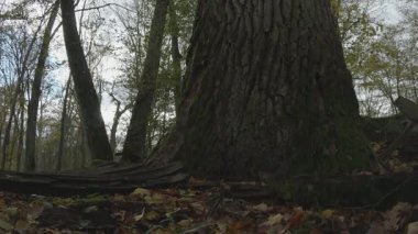 Parktaki güzel sonbahar manzarası