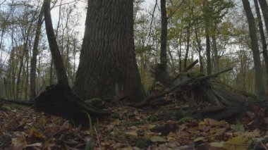 Ormanın güzel manzarası