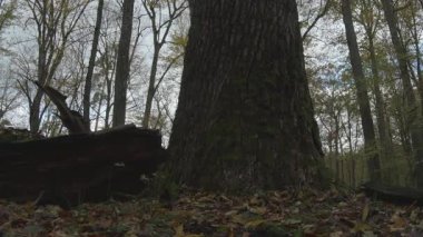 Ormanda büyük bir ağaç