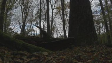 Sonbahar mevsiminde ormandaki devrilmiş ağaçlar