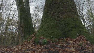 Ormandaki bir ağacın yakın çekimi.