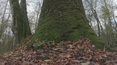 Düşen yapraklarla kaplı bir ağaç gövdesinin dikey görüntüsü.