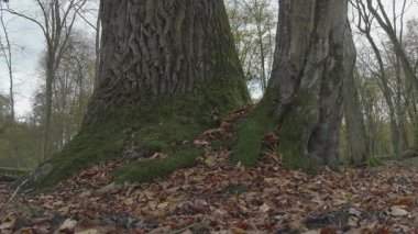 Ormandaki bir ağacın dikey görüntüsü.