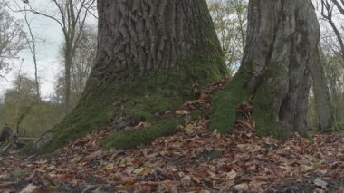 Ekim 'de parkta sonbahar ağaçları