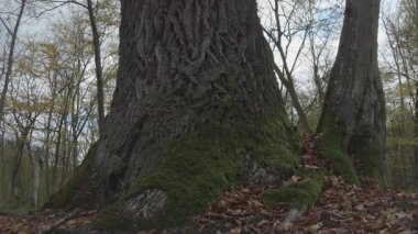 Arka planda bulanık bir ağaç gövdesinin yakın plan görüntüsü.