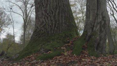 Yerdeki büyük bir ağacın dikey yakın çekimi.