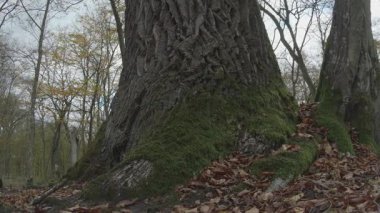 Düşen yapraklarla büyük ağacın dikey görüntüsü.