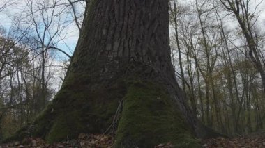 Ağaçlı sonbahar ormanı