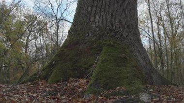 Ormanlı bir ağacın yakın çekimi.