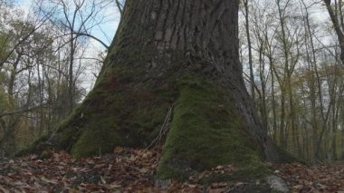 Parktaki sonbahar ormanı