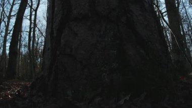 Ormandaki eski ağaç gövdesi..