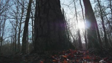Ormanda sonbahar ağaçları, Slovakya