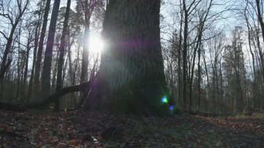 Ağaçlı ve bulanık bir geçmişi olan güzel bir orman görüntüsü.