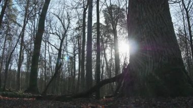 Ormandaki ağaç dalları, bitki örtüsü ve doğa