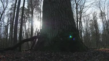 Ormanda büyük bir ağaç.