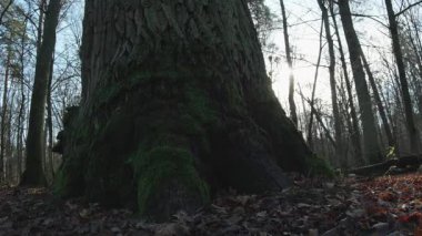 Ormandaki büyük ağaç.