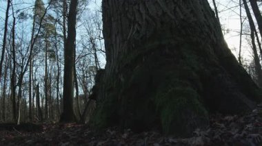 Büyük bir ağaç ve bir sürü karla kaplı güzel bir orman - tepeli ağaçlar