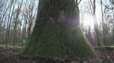 Ormandaki bir ağaca yakın çekim.