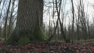 Ormanın güzel manzarası