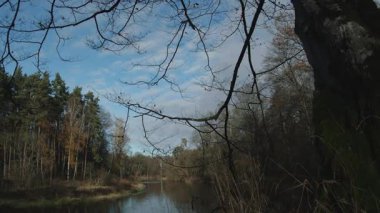 Ağaçlar ve yapraklarla dolu güzel bir sonbahar ormanı