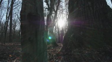 Eski ormanın ormanı.