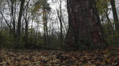 Ağaçlar ve yapraklarla dolu sonbahar manzarasını eski doğal ormanlarda hareket ettiren doğa serisidir.