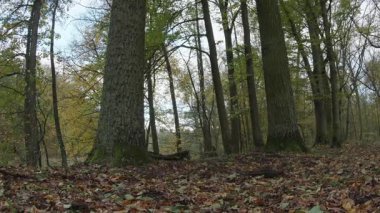 Ağaçlar ve yapraklarla dolu sonbahar manzarasını eski doğal ormanlarda hareket ettiren doğa serisidir.