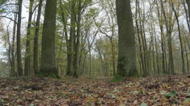 Ağaçlar ve yapraklarla dolu sonbahar manzarasını eski doğal ormanlarda hareket ettiren doğa serisidir.