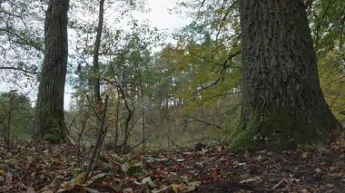Ağaçlar ve yapraklarla dolu sonbahar manzarasını eski doğal ormanlarda hareket ettiren doğa serisidir.