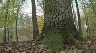 Ağaçlar ve yapraklarla dolu sonbahar manzarasını eski doğal ormanlarda hareket ettiren doğa serisidir.