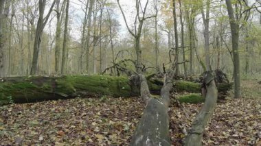 Ağaçlar ve yapraklarla dolu sonbahar manzarasını eski doğal ormanlarda hareket ettiren doğa serisidir.