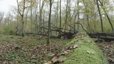 Ağaçlar ve yapraklarla dolu sonbahar manzarasını eski doğal ormanlarda hareket ettiren doğa serisidir.