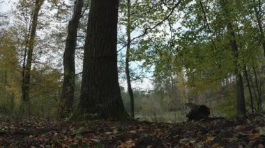 Ağaçlar ve yapraklarla dolu sonbahar manzarasını eski doğal ormanlarda hareket ettiren doğa serisidir.