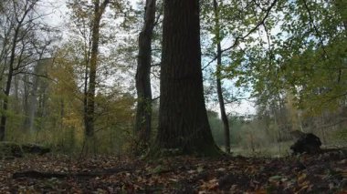 Ağaçlar ve yapraklarla dolu sonbahar manzarasını eski doğal ormanlarda hareket ettiren doğa serisidir.